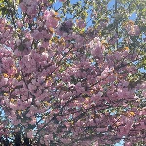 Meet your Posher, Lynn